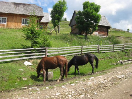 Oři.