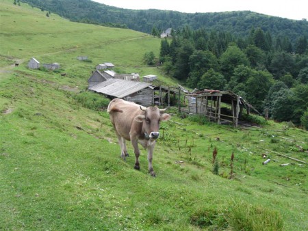 Kráva a krajina.