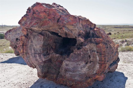 Petrified forest