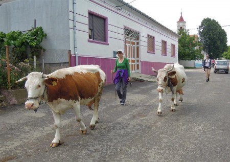 Místní ve Svaté Heleně.
