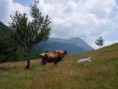/album/albanie-20091/a21-large-jpg18/