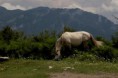 /album/albanie-20091/a81-large-jpg5/