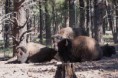 /album/williams-bearizone-2012/a04-custom-jpg7/