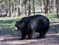 /album/williams-bearizone-2012/a09-custom-jpg8/