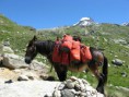 /album/mont-blanc-a-gran-paradiso/a163-gran-paradiso-medium-jpg/